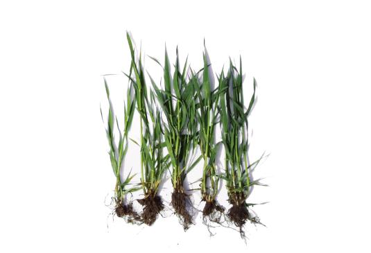 Vergleich: Weizen ohne und mit »bio-algeen«