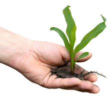 Hochwirksame Natur Präparate